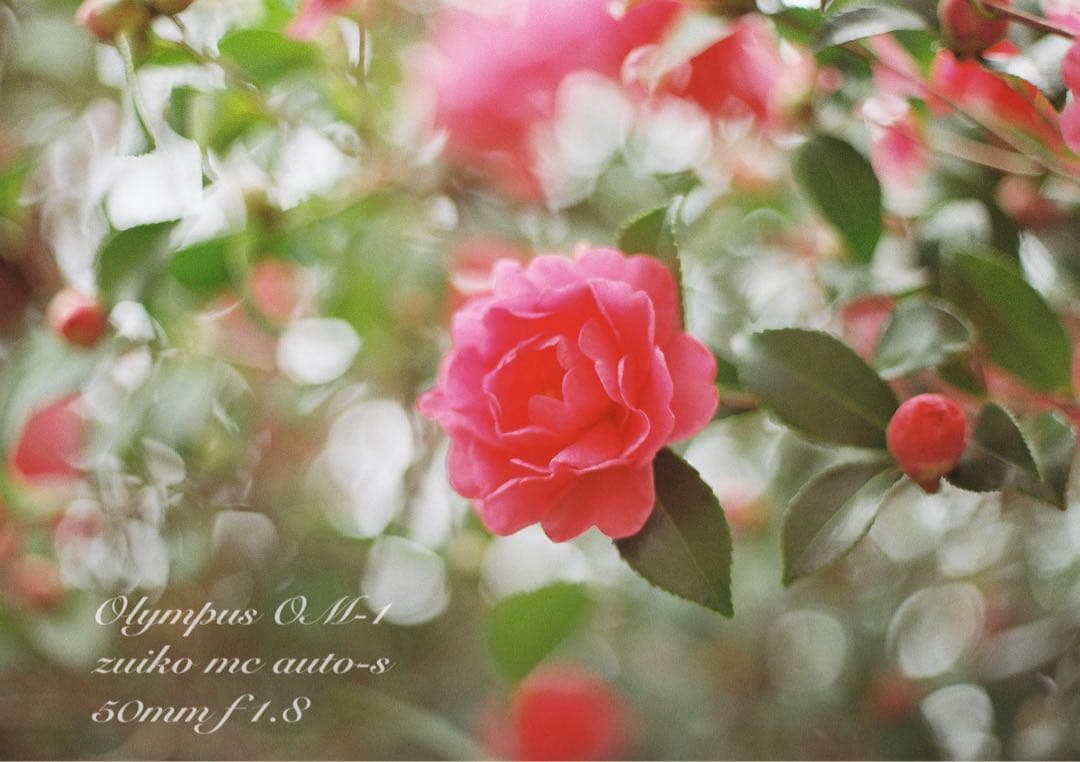 入門に★olympus om-1レンズセット★完動品＊美品＊初期保証＊作例多数！