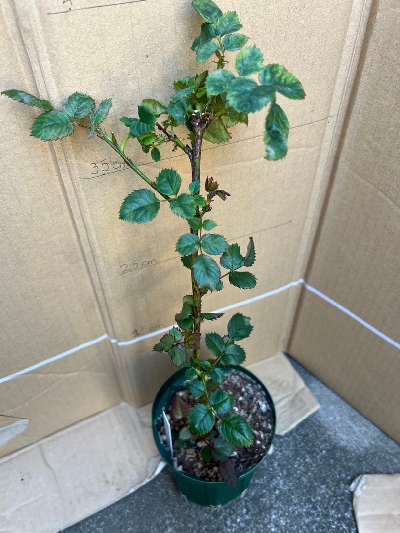 「Hi33」 切り花品種バラ苗　レアバラ 2点