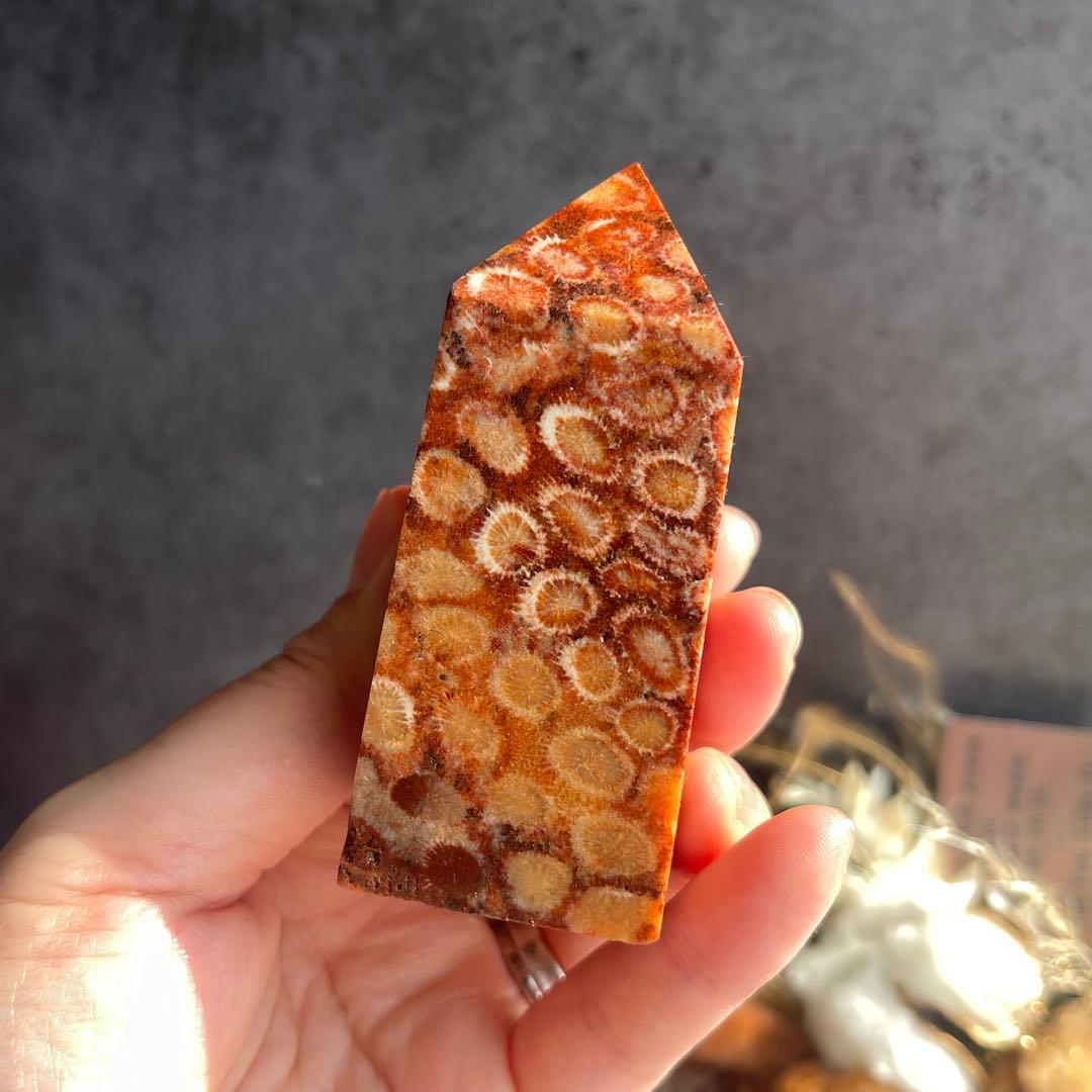 フォッシル コーラル 天然カラー ポイント