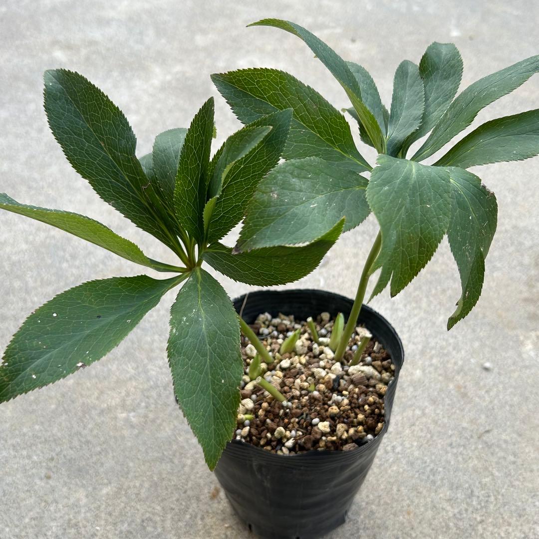 クリスマスローズ 開花実績株 DDイエローピコティ