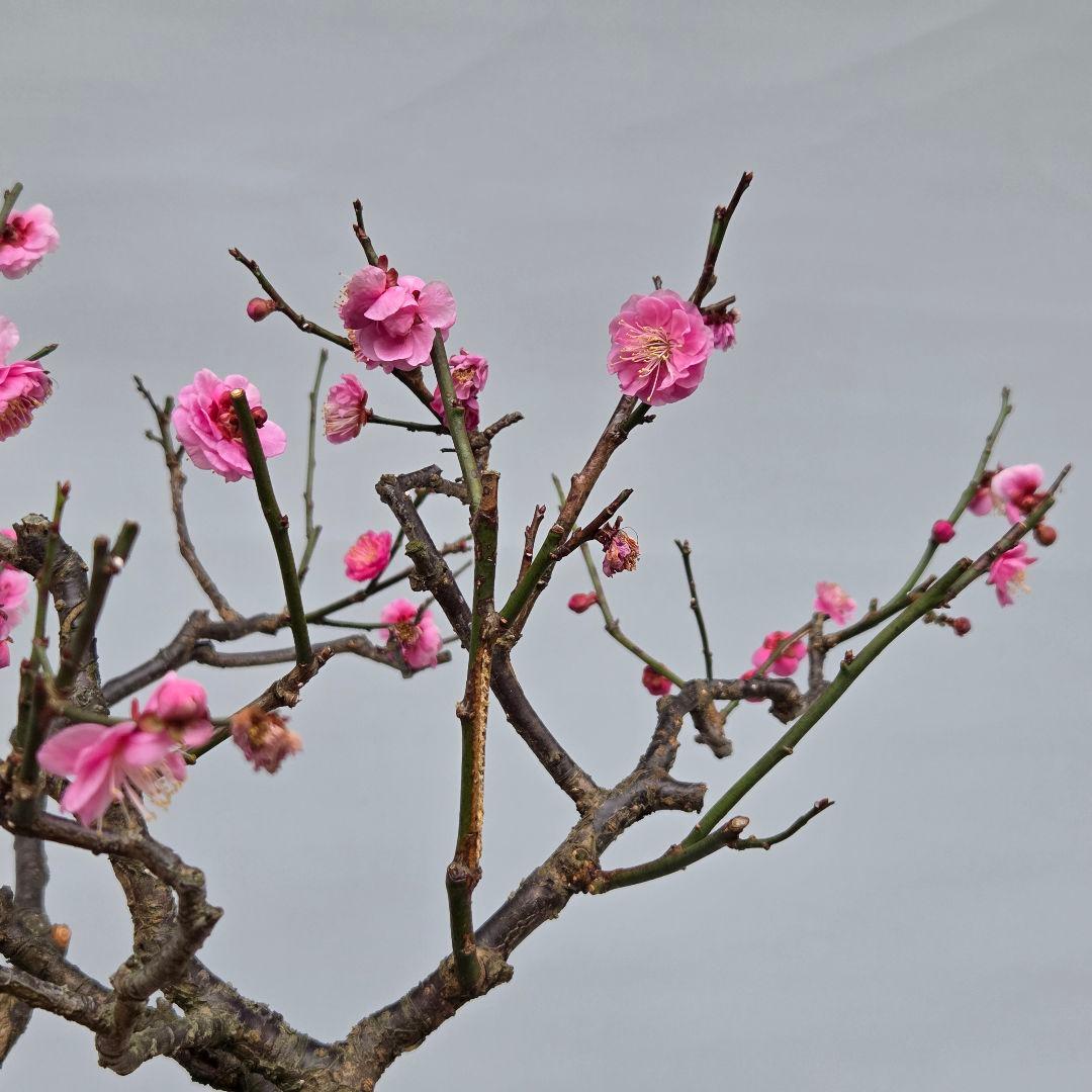 梅　(紅八重咲き)　[模様木]　大品盆栽