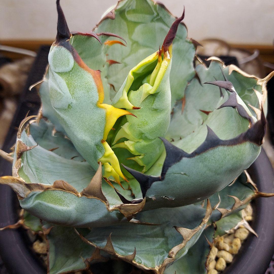 アガベ　チタノタ　BB　ブラックアンドブルー　親株販売　子株付き　鉢のまま発送