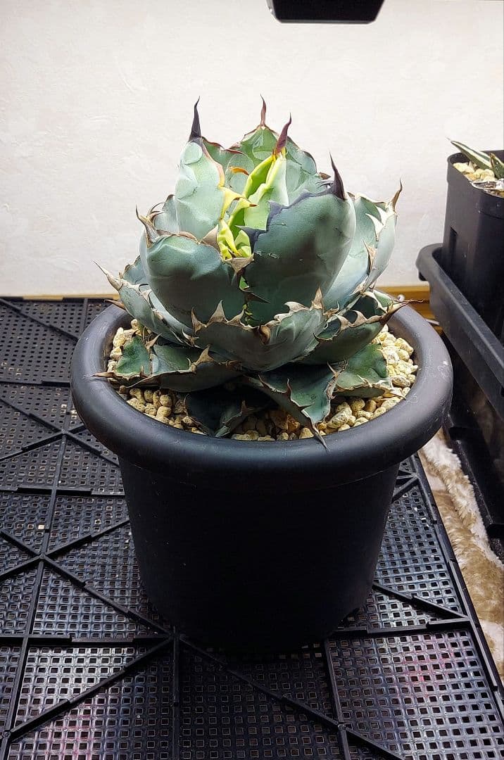 アガベ　チタノタ　BB　ブラックアンドブルー　親株販売　子株付き　鉢のまま発送