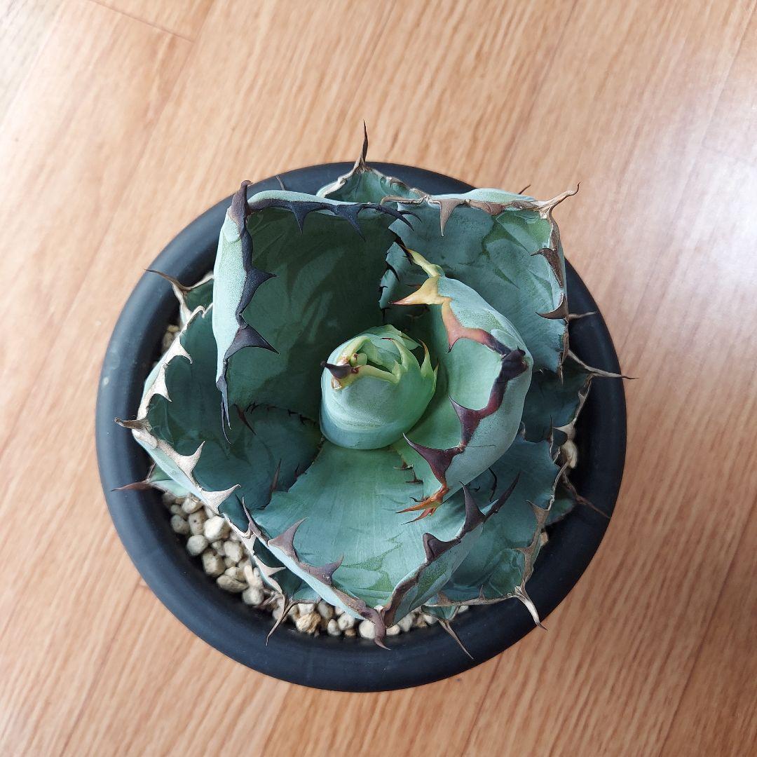 アガベ　チタノタ　BB　ブラックアンドブルー　親株販売　子株付き　鉢のまま発送