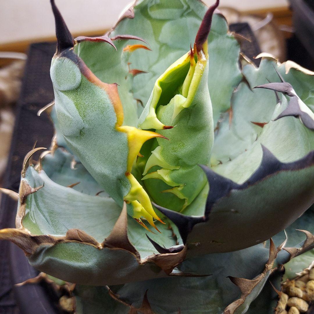 アガベ　チタノタ　BB　ブラックアンドブルー　親株販売　子株付き　鉢のまま発送