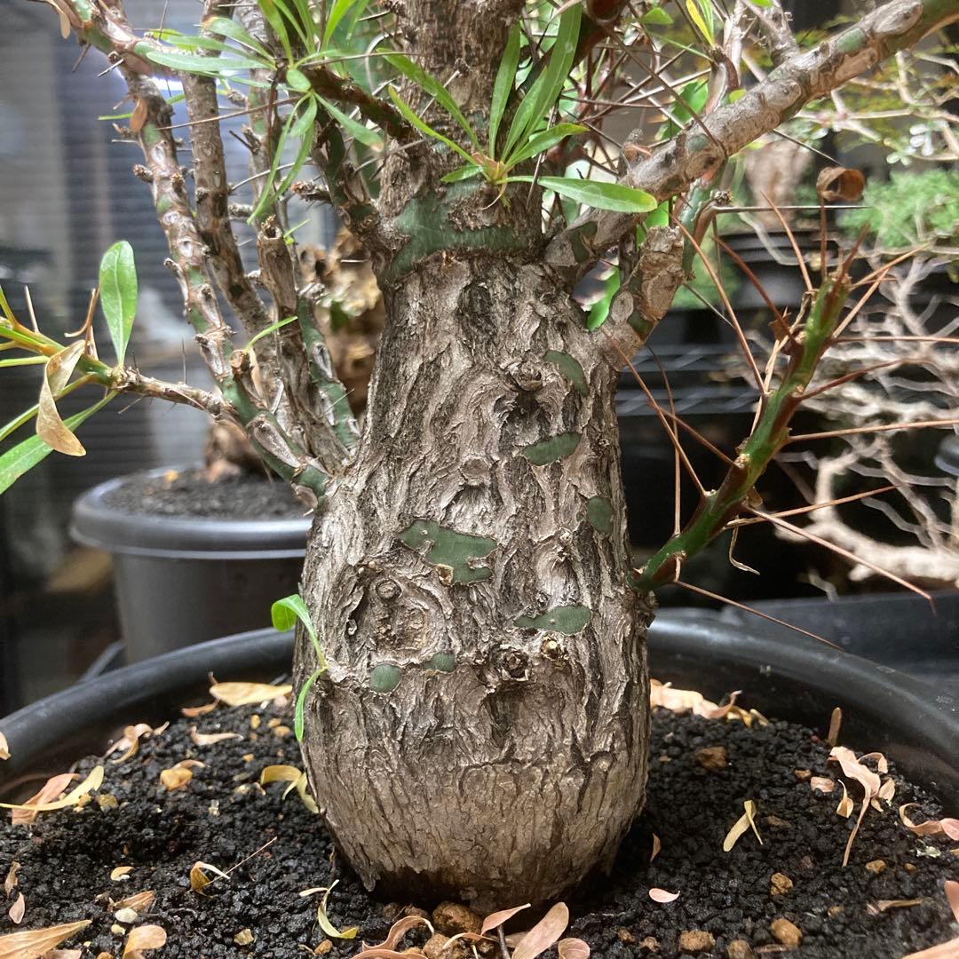 ジュン　フォークイエリア