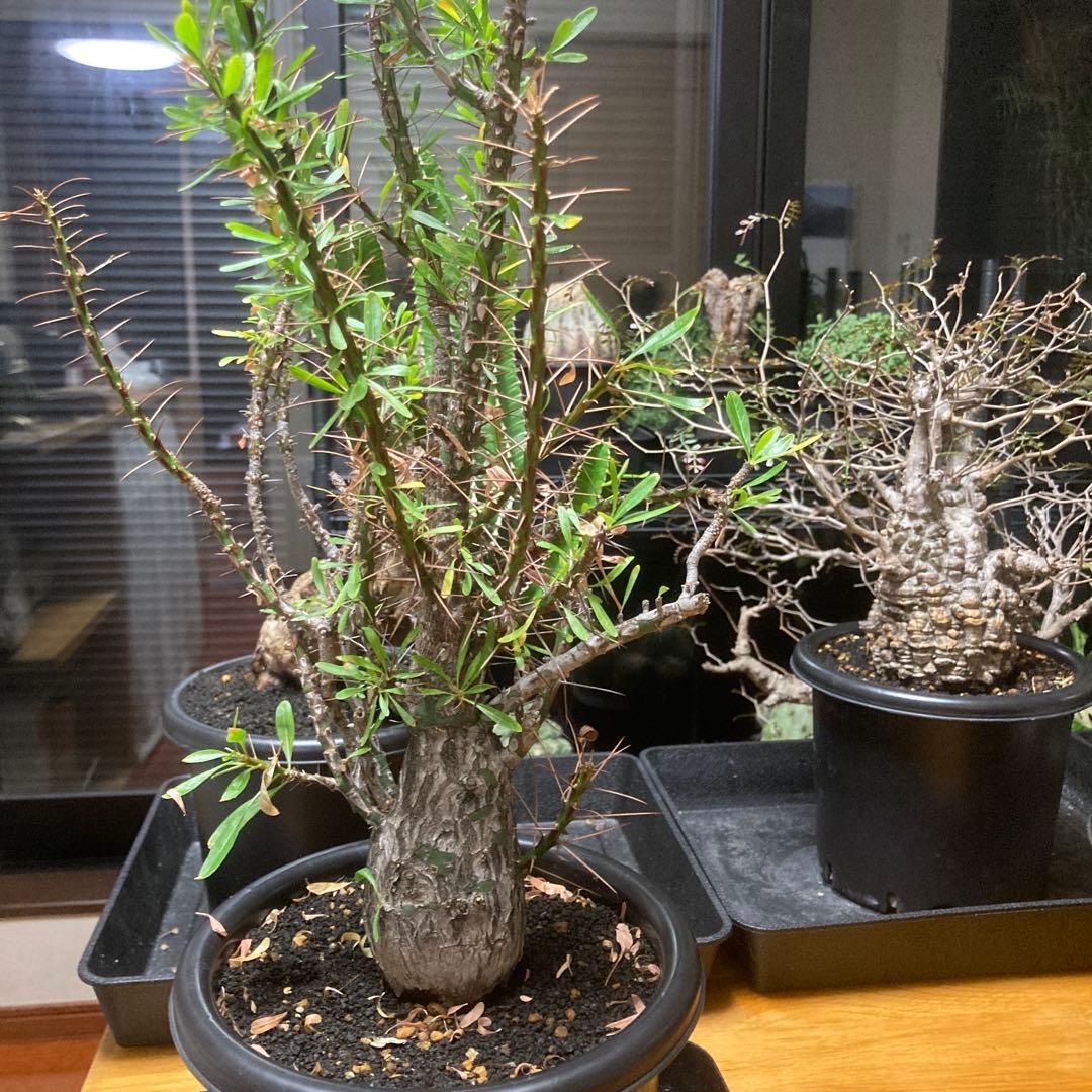 ジュン　フォークイエリア