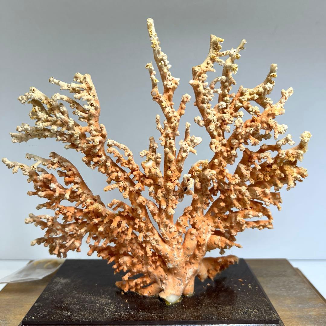 本珊瑚原木置物　ケース付　東Y8-0128②タカオ