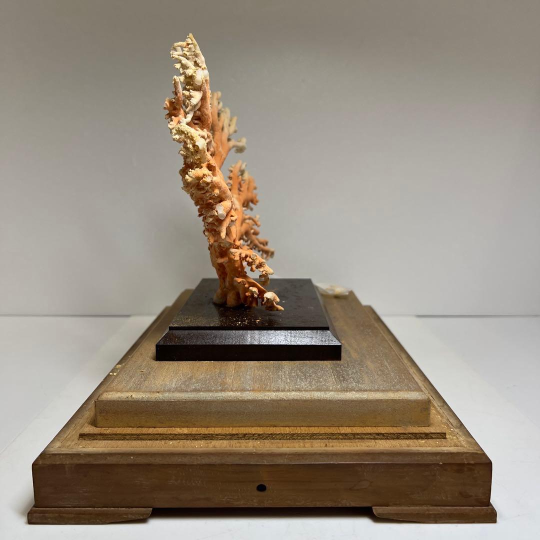 本珊瑚原木置物　ケース付　東Y8-0128②タカオ