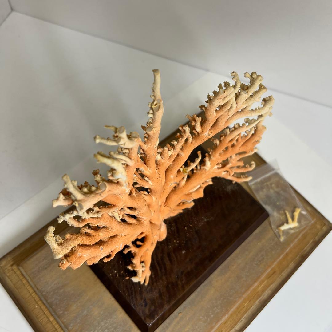 本珊瑚原木置物　ケース付　東Y8-0128②タカオ