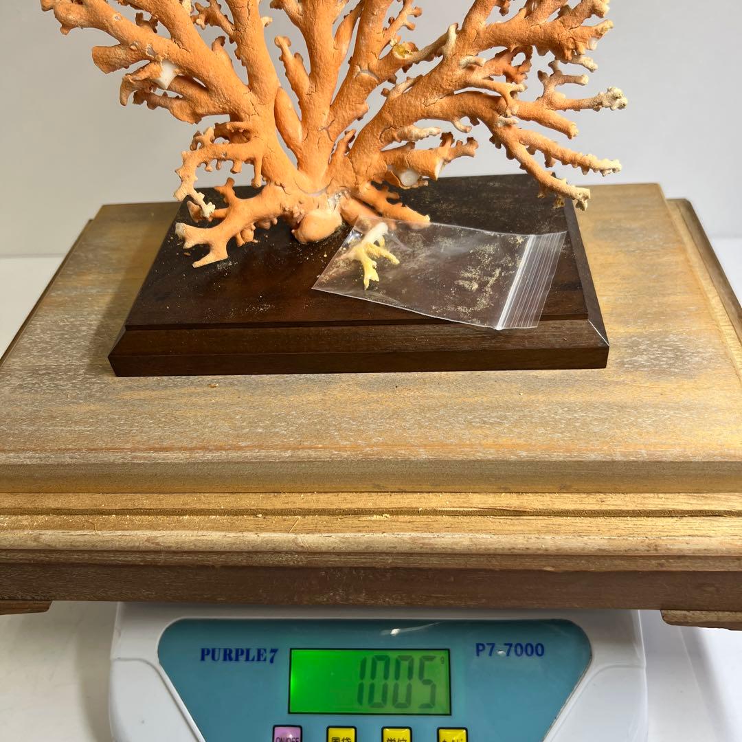 本珊瑚原木置物　ケース付　東Y8-0128②タカオ