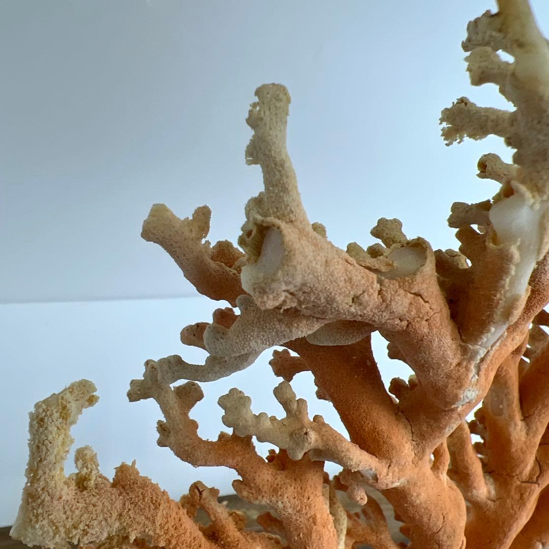 本珊瑚原木置物　ケース付　東Y8-0128②タカオ