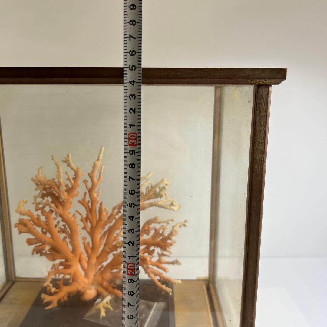 本珊瑚原木置物　ケース付　東Y8-0128②タカオ