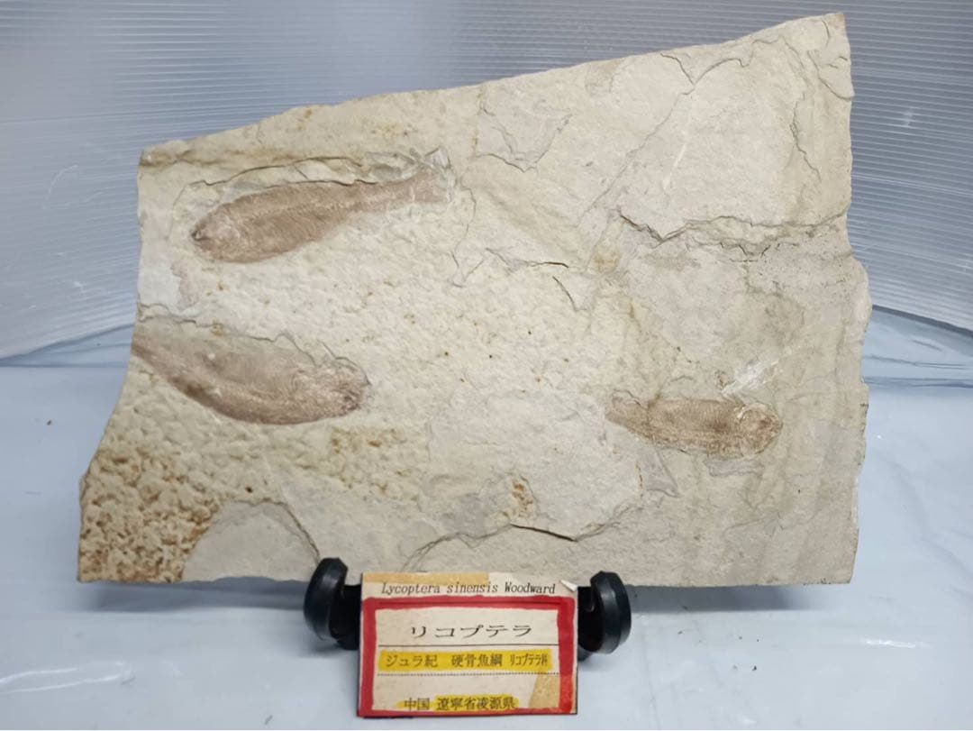 リコプテラ　ジュラ紀 硬骨魚綱 リコプテラ科　中国 遼寧省凌源県　2点　化石