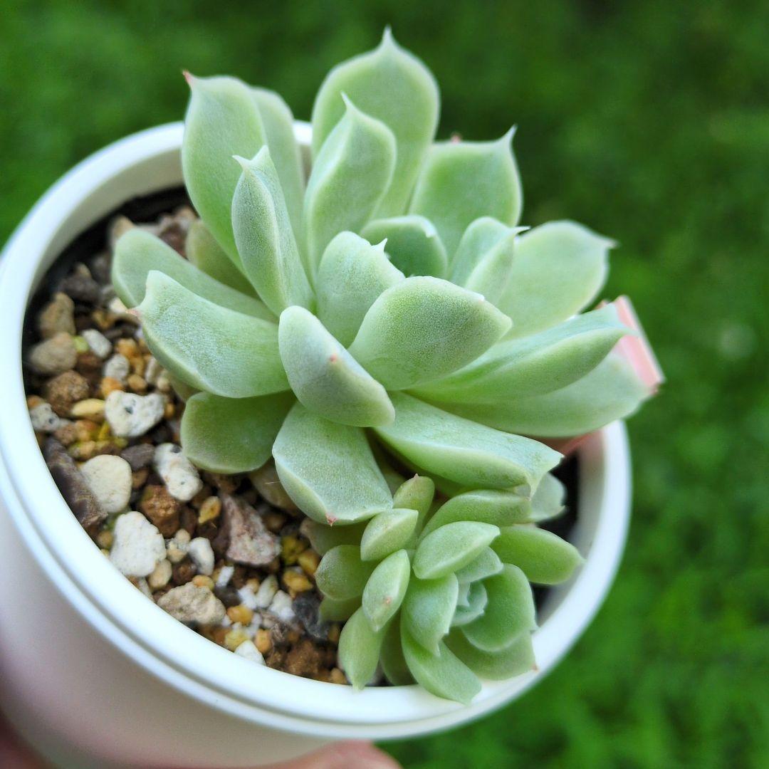 85. 多肉植物 アイスローズ 700円【抜き苗】