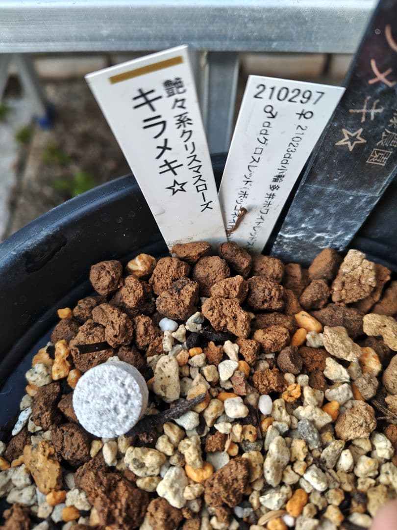 の*ん様 クリスマスローズ 加藤農園 キラメキ☆② 株分け