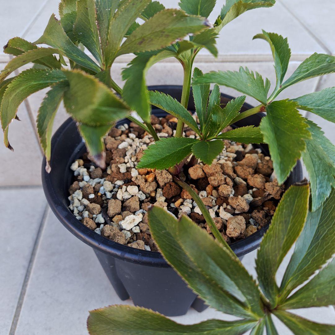 の*ん様 クリスマスローズ 加藤農園 キラメキ☆② 株分け