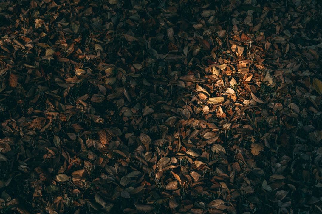 【フレア良好】Super Takumar 55mm f1.8 作例有り