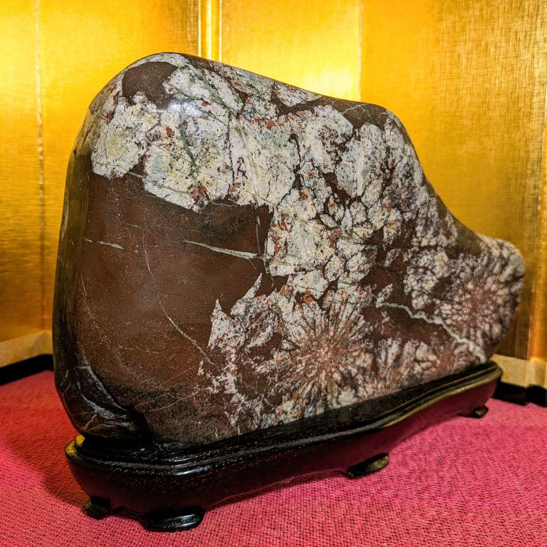 【Gojyo】菊花石 岐阜県根尾谷産5.2㌔ 鑑賞石 観賞石 水石 盆石