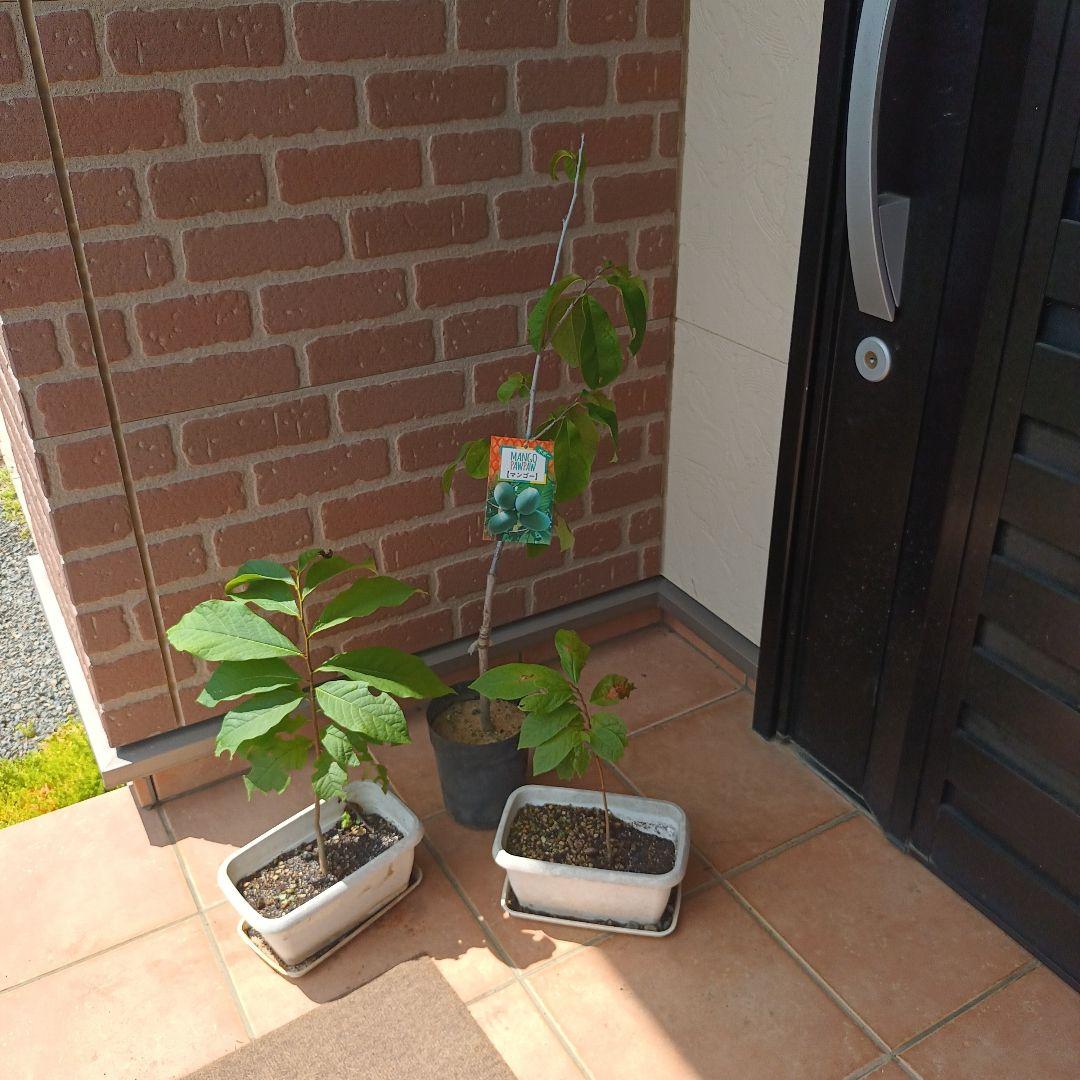 マンゴポポーMango Powpow　幻の果物　３点セット