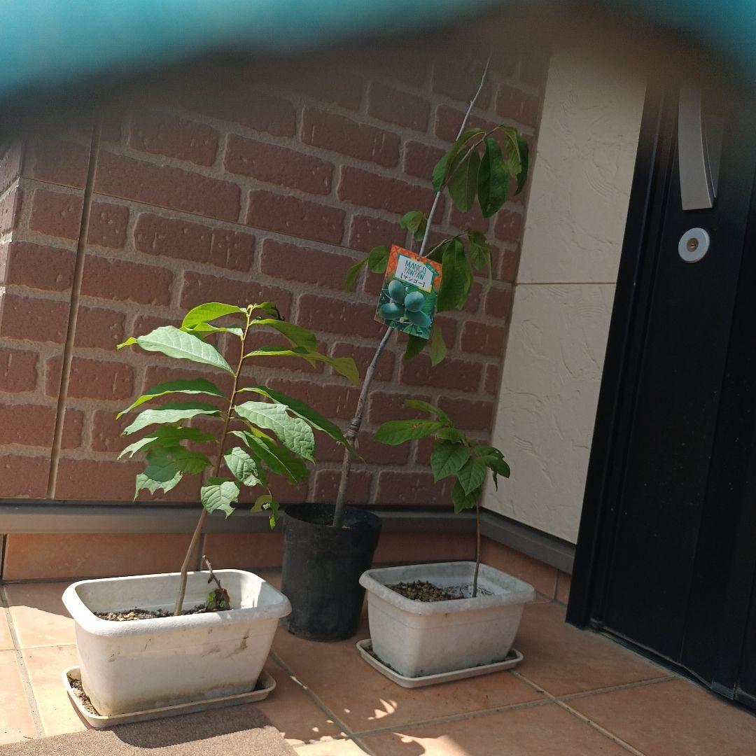 マンゴポポーMango Powpow　幻の果物　３点セット