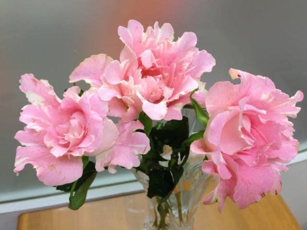 「チップ」 和バラ苗　切り花品種　レアバラ