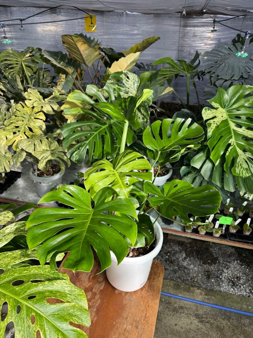 モンステラ　デリシオーサ　インテリア用実生何となく丸葉　180梱包サイズ送料無料