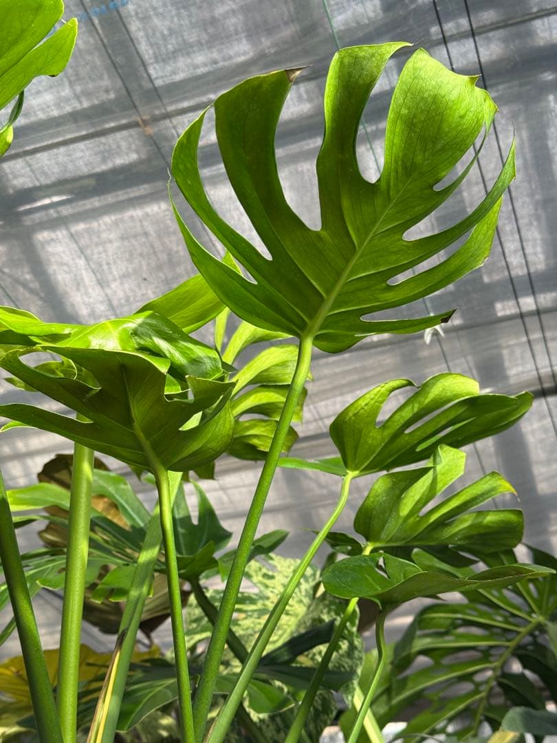 モンステラ　デリシオーサ　インテリア用実生何となく丸葉　180梱包サイズ送料無料