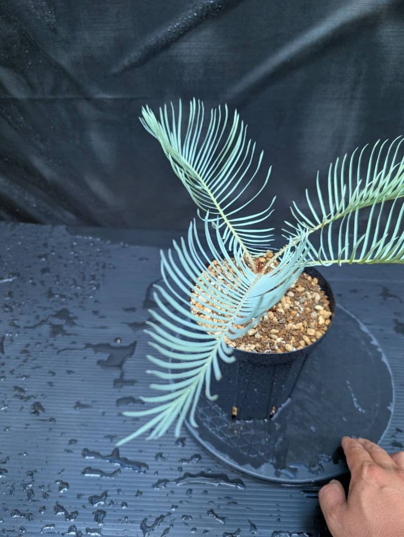 ベストセレクション 6サイカス カイルンシアナ スーパーブルー