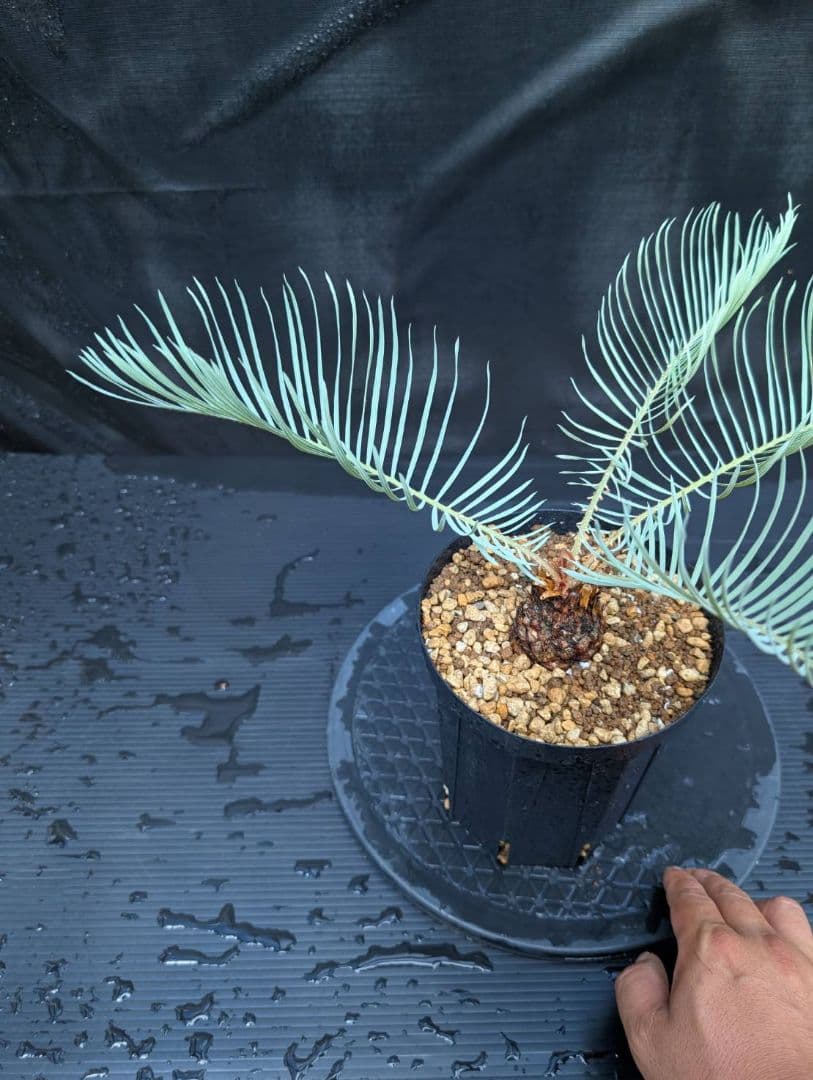 ベストセレクション 6サイカス カイルンシアナ スーパーブルー