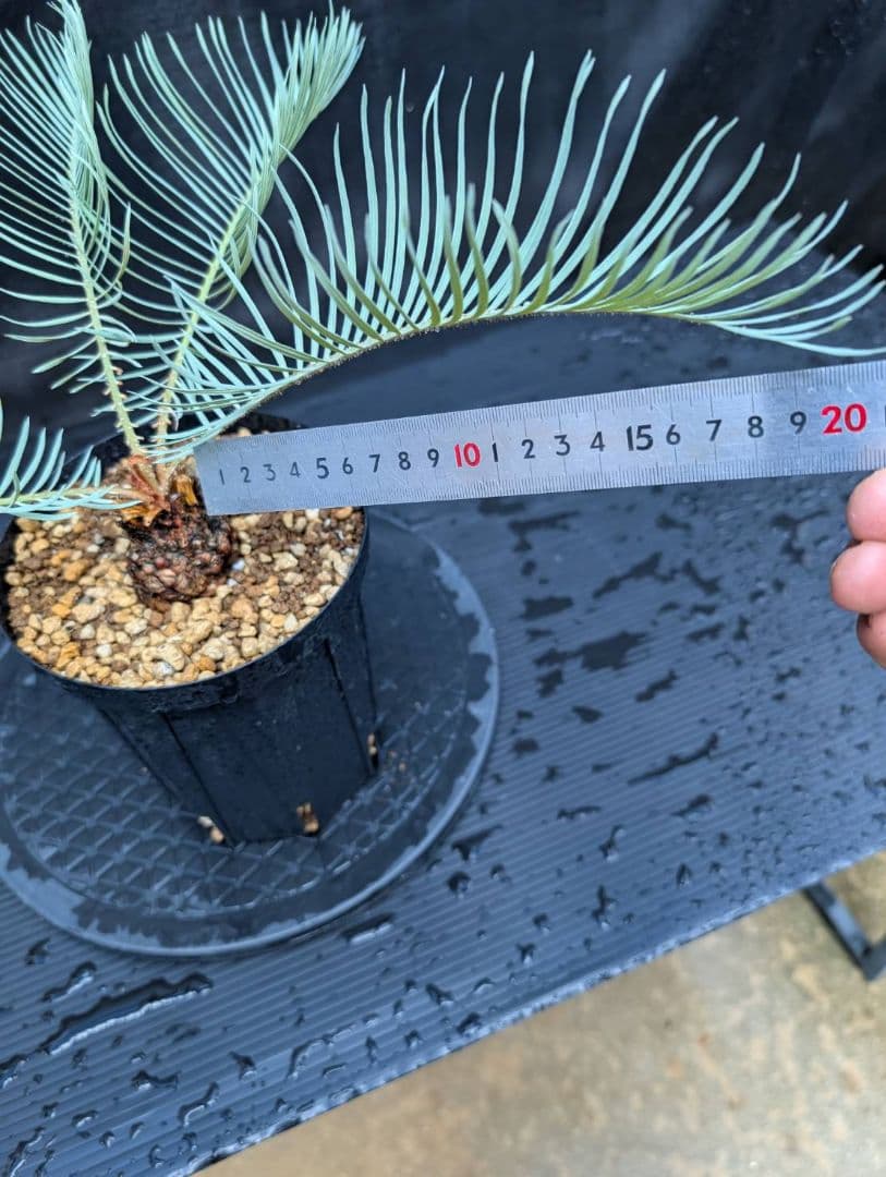 ベストセレクション 6サイカス カイルンシアナ スーパーブルー