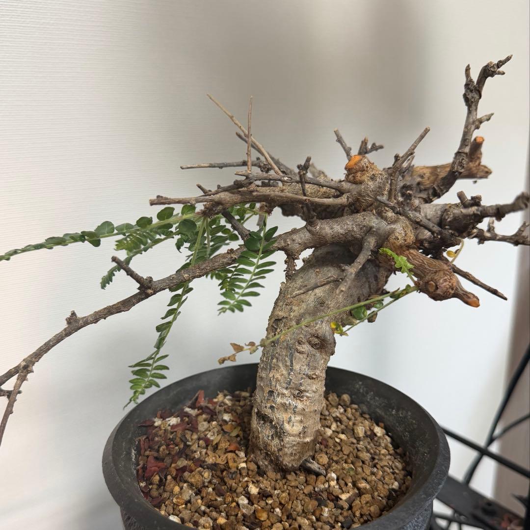 ネグレクタ　カタチ製作所　Mederu pot トーチ Mサイズ