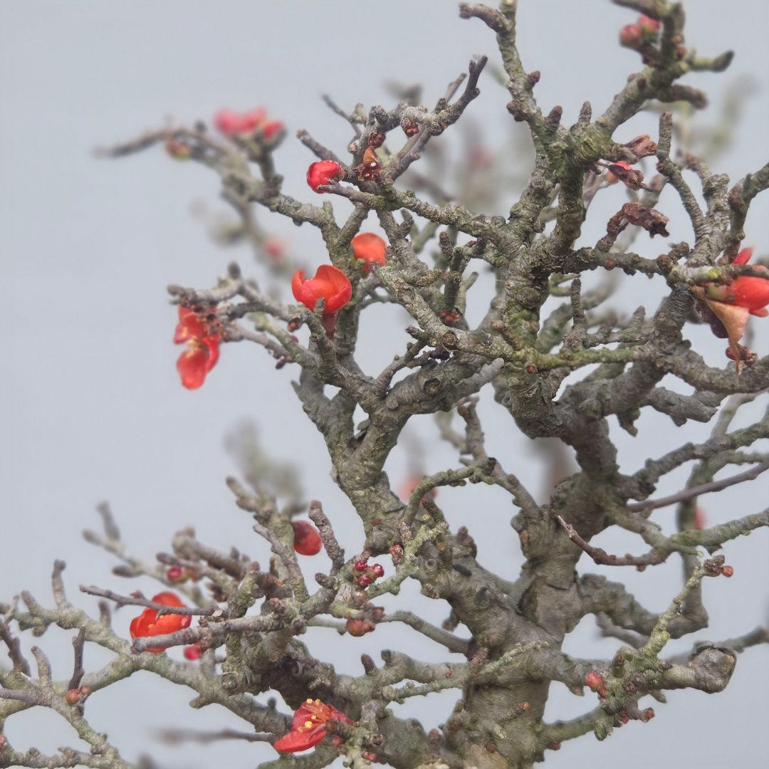 長寿梅　[根上がり赤花]　貴風盆栽