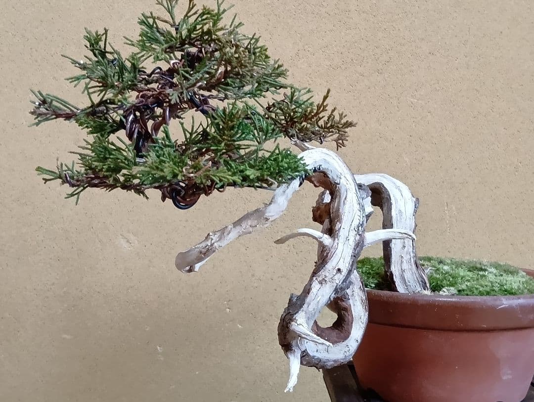 糸魚川真柏‼️値下げ‼️