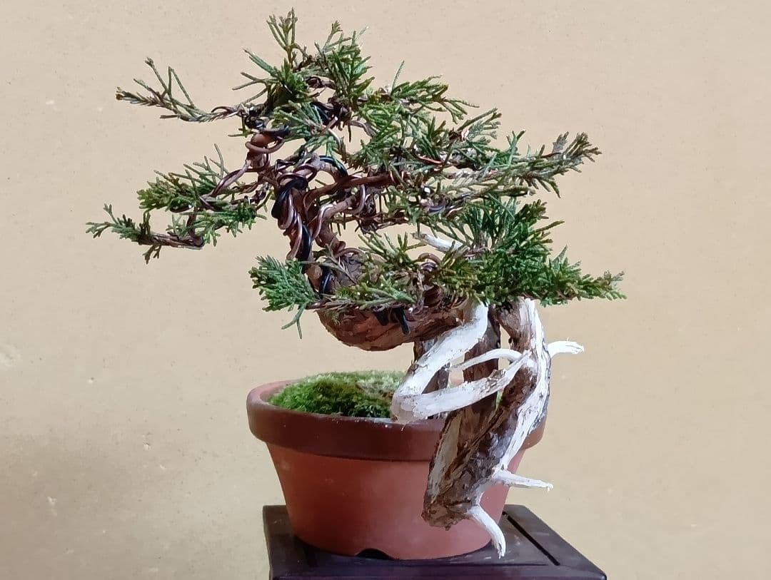 糸魚川真柏‼️値下げ‼️