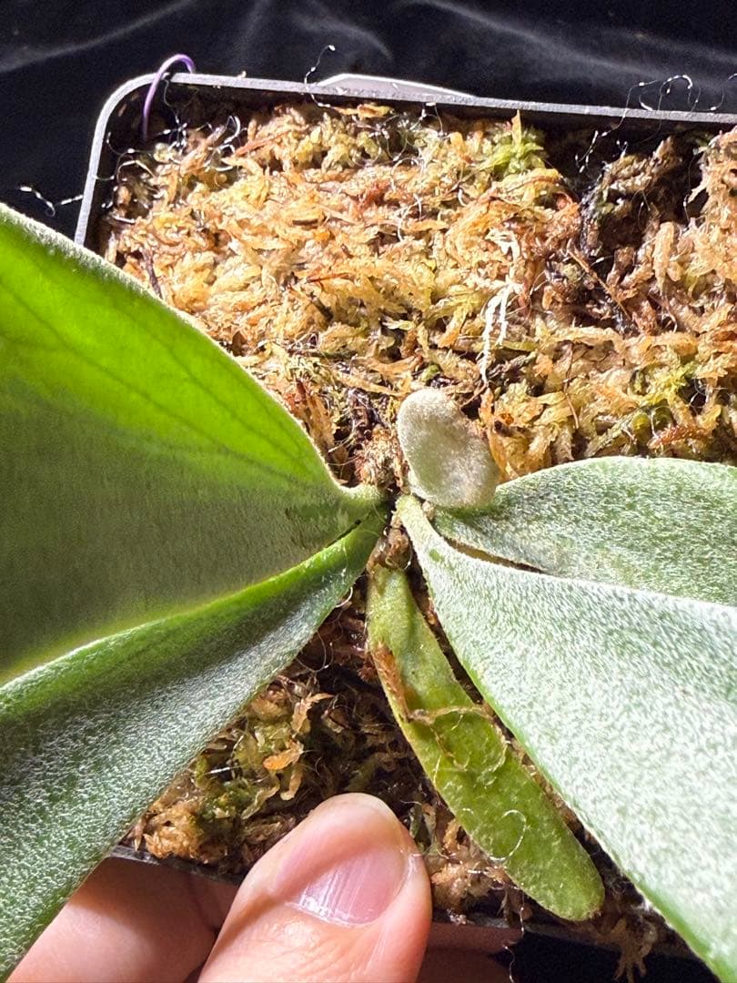 【トンクラさん新交配種】Faline#5 子株　タイ輸入株