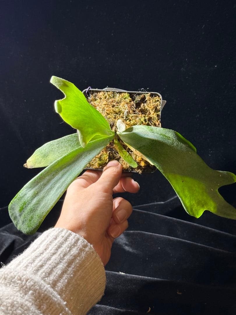 【トンクラさん新交配種】Faline#5 子株　タイ輸入株