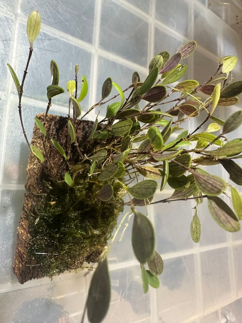 trichosalpinx chamaelepanthes 着生ラン垂れ下がり系