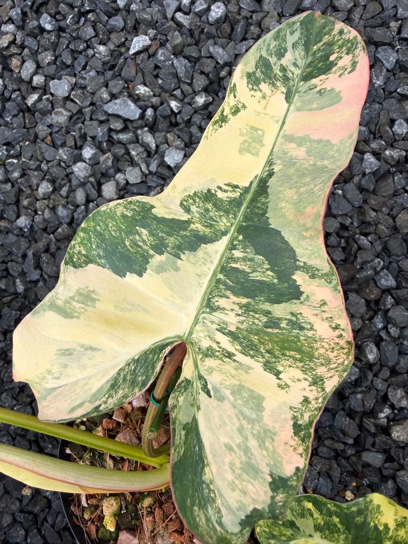 超絶希少 フィロデンドロン　ジェニファー斑入り