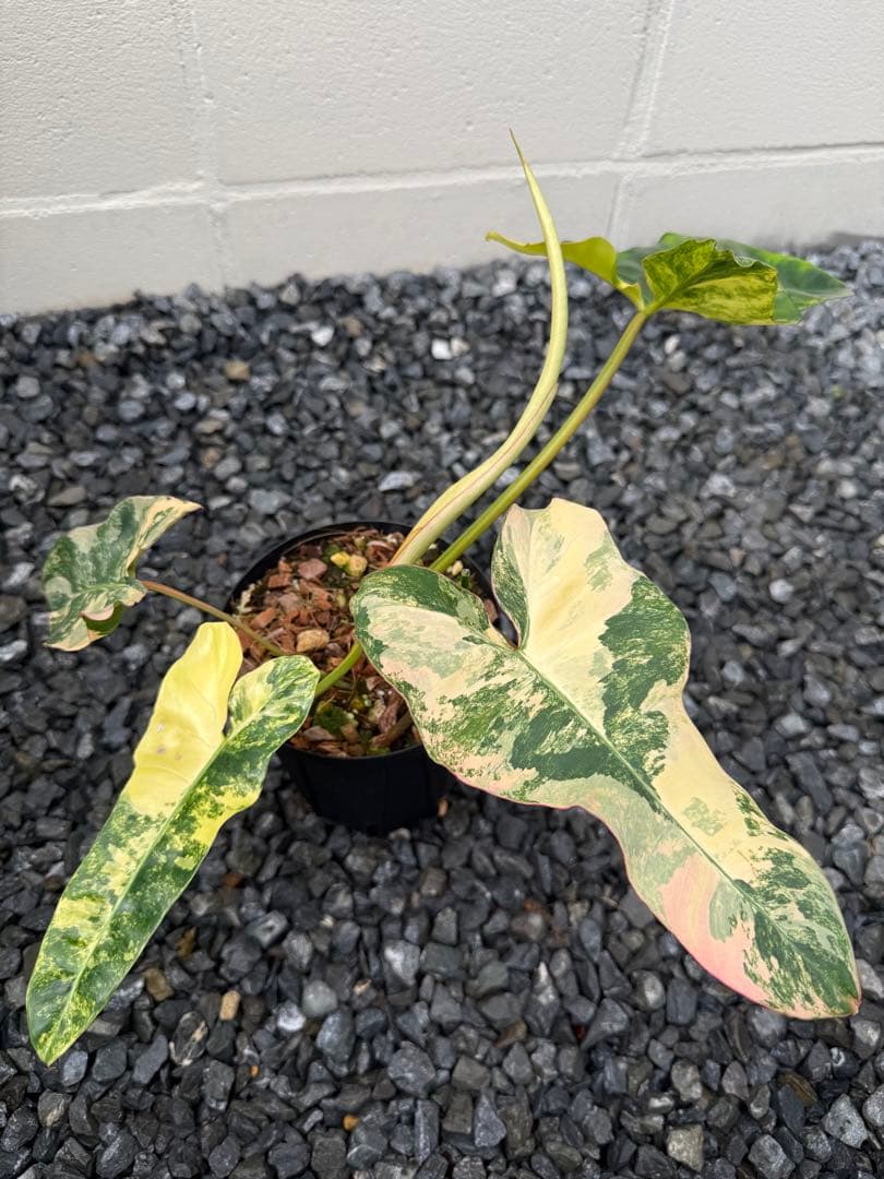 超絶希少 フィロデンドロン　ジェニファー斑入り