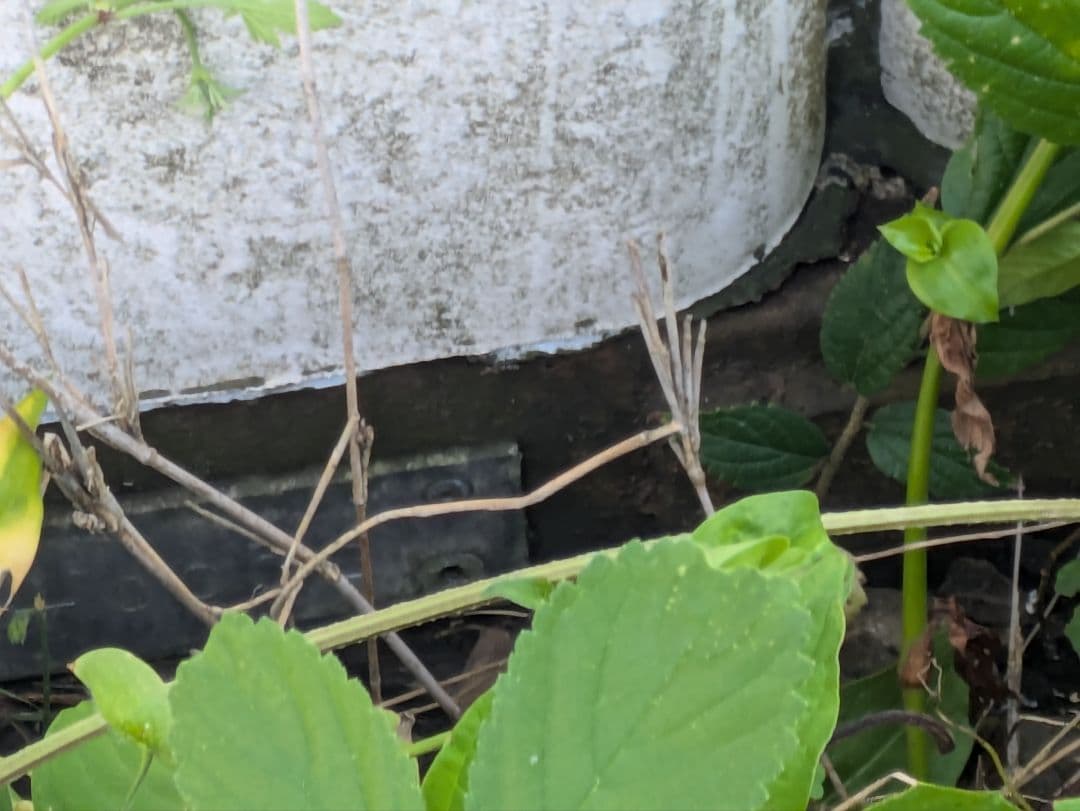 【埼玉引取限定】レトロ☆プレハブ❓ハウス