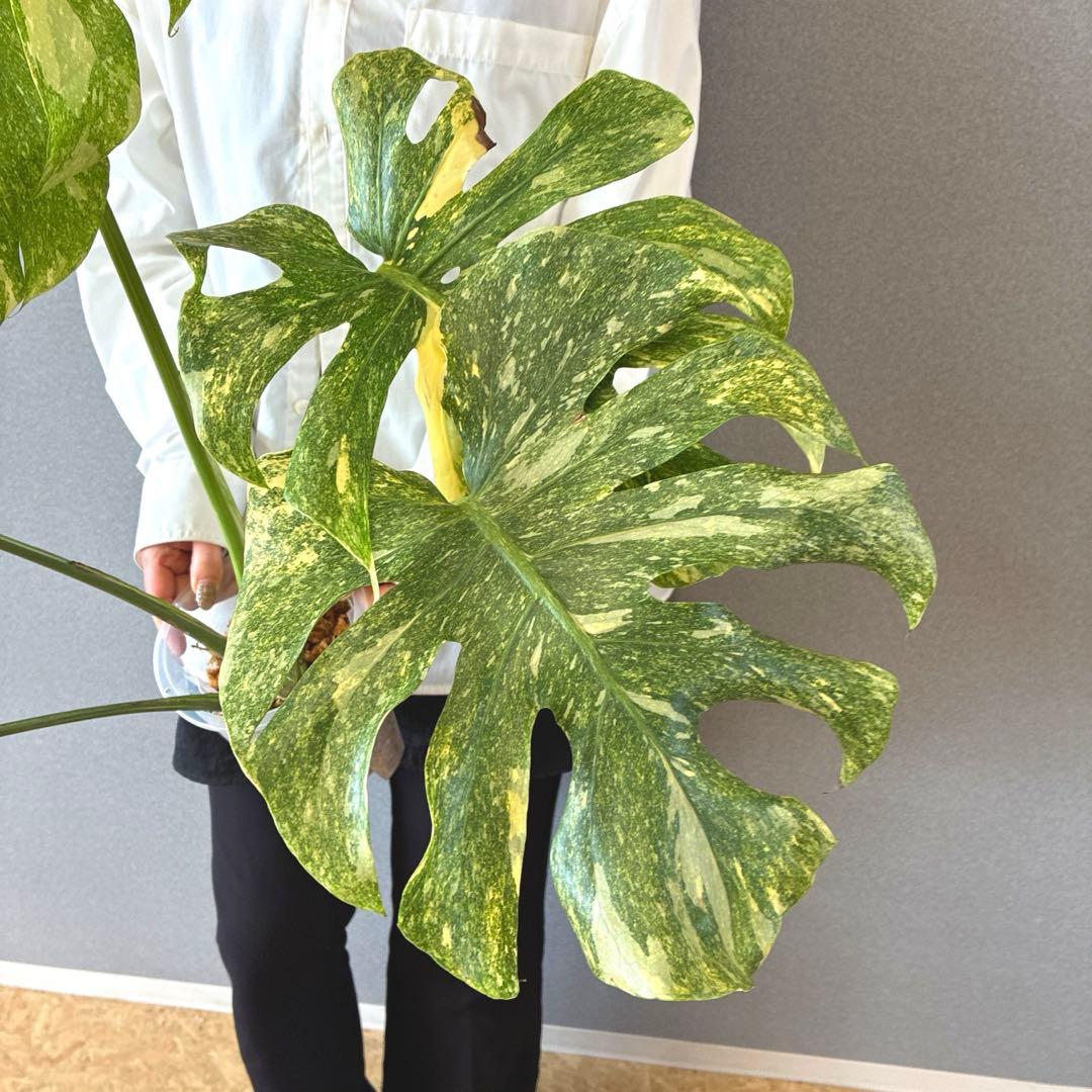 超絶希少❗️モンステラ　デリシオーサ　グリーンスノー✨