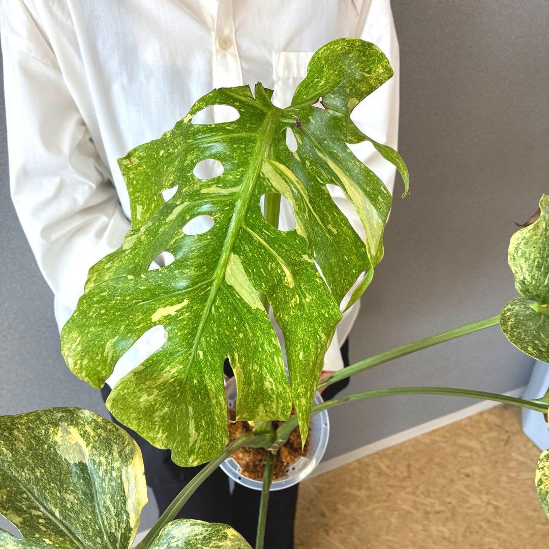 超絶希少❗️モンステラ　デリシオーサ　グリーンスノー✨
