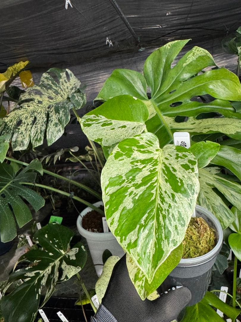 B2 モンステラ　デリシオーサ　ベトシオーサ