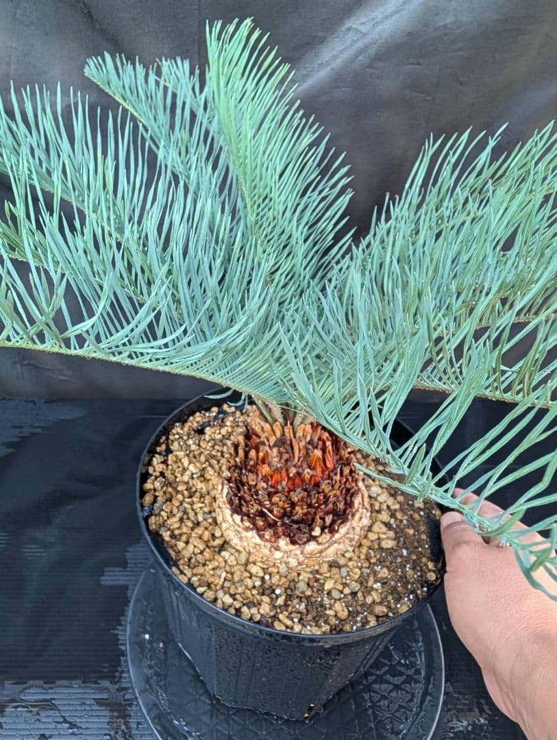 11/5まで販売 6 サイカス カイルンシアナ 赤肌 オーストラリア産 ドワーフ