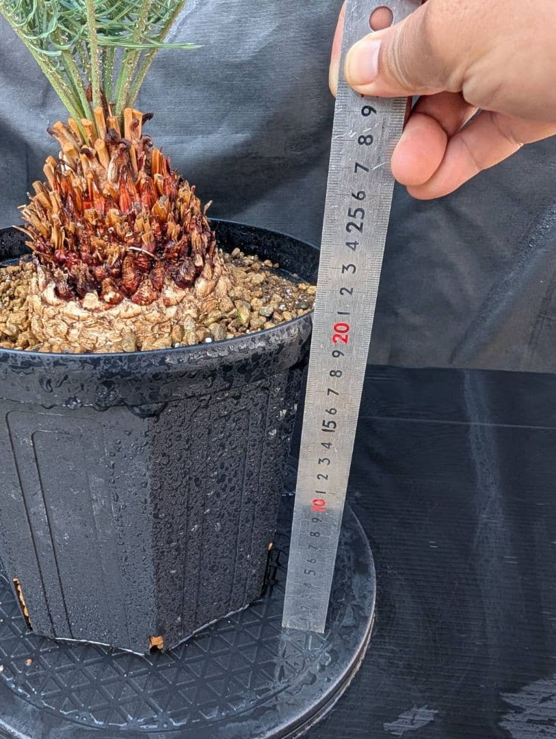 11/5まで販売 6 サイカス カイルンシアナ 赤肌 オーストラリア産 ドワーフ