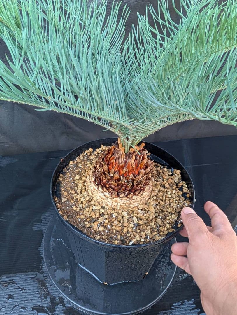 11/5まで販売 6 サイカス カイルンシアナ 赤肌 オーストラリア産 ドワーフ