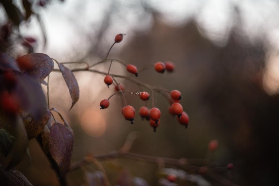 虹の出る癖玉！Leica Summar 50mm f2 オールドレンズ