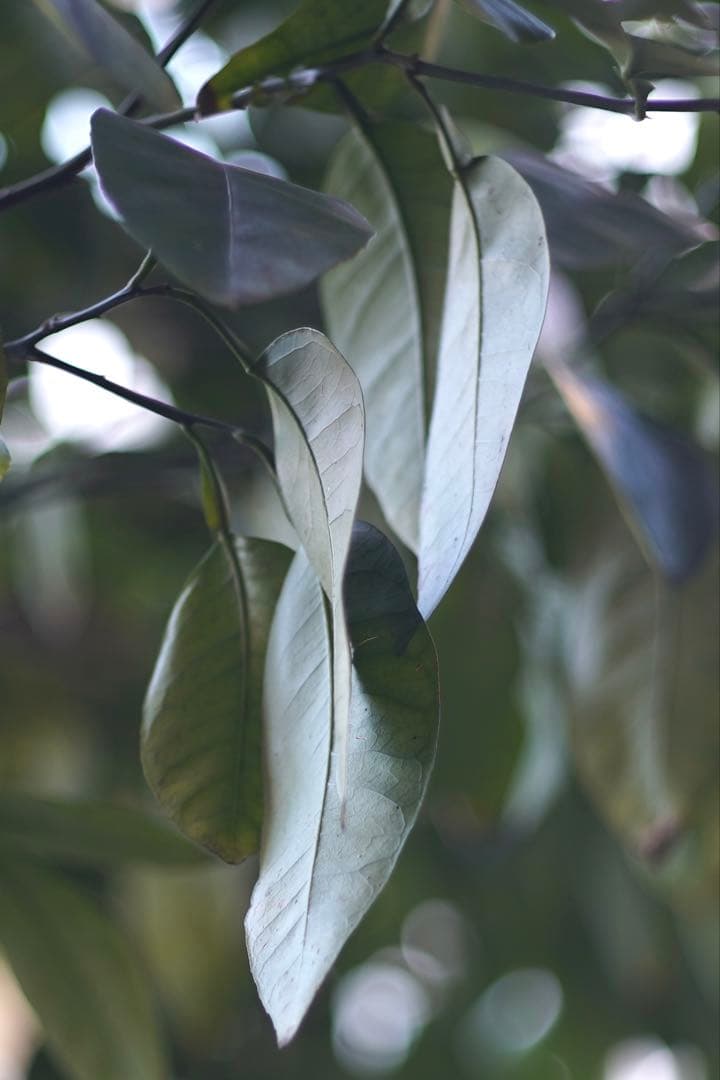 ライカ ズミクロンM50mm F2（固定前期）Summicron Leica