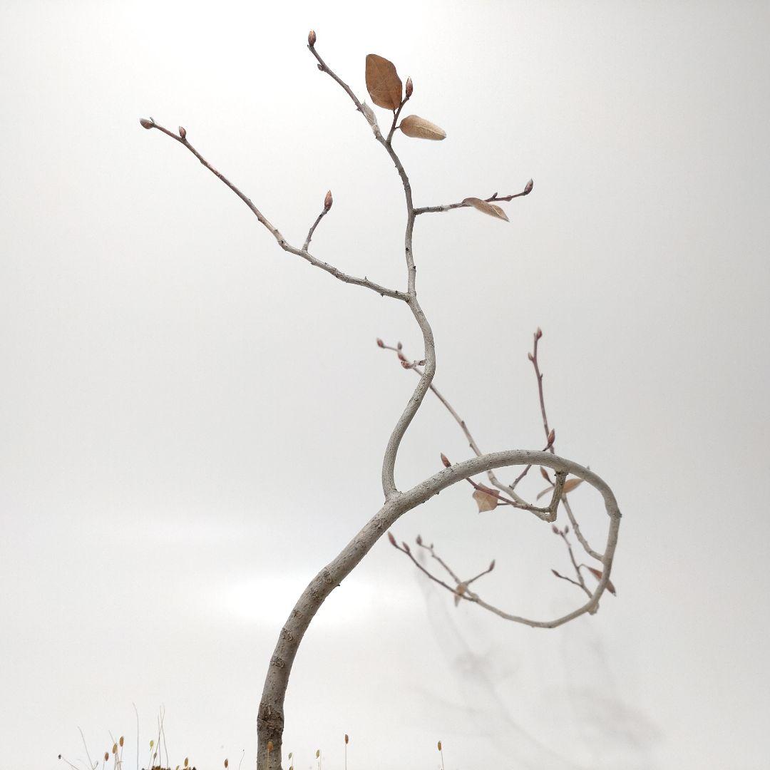 寒樹ヤマコウバシ盆栽 SS016